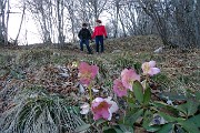 Sul CORNO ZUCCONE, guardiano della Val Taleggio, il 1 marzo 2016 - FOTOGALLERY